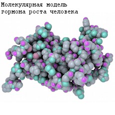 СТГ – главный регулятор роста. Он стимулирует продольный рост костей. Сам по себе СТГ на рост не влияет: его эффекты опосредуются ИФР-I и ИФР-II.